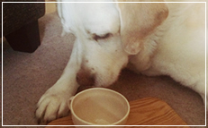 愛犬とスマイルライフBowBow!の老犬サイト